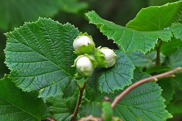 frutos y hojas de avellano común