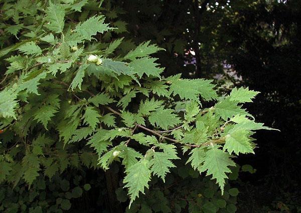 Corylus avellana heterophylla