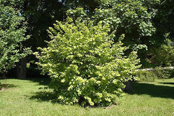 Corylus avellana Aurea