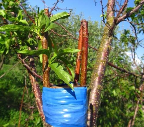 injerto de albaricoque en ciruela