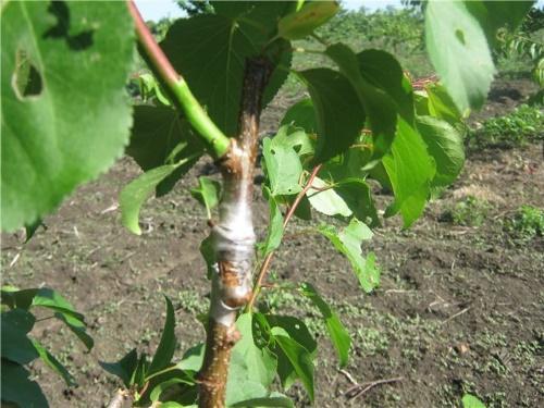 sur quel arbre peut-on greffer un abricot