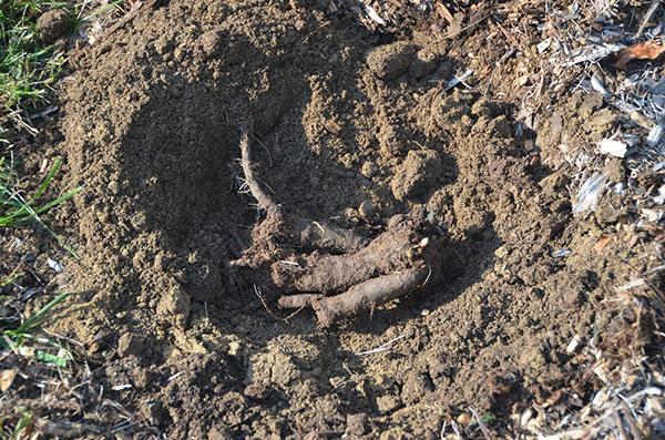 planter des tubercules de pivoine