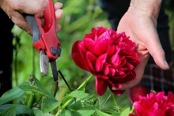 cortando flores de peonía