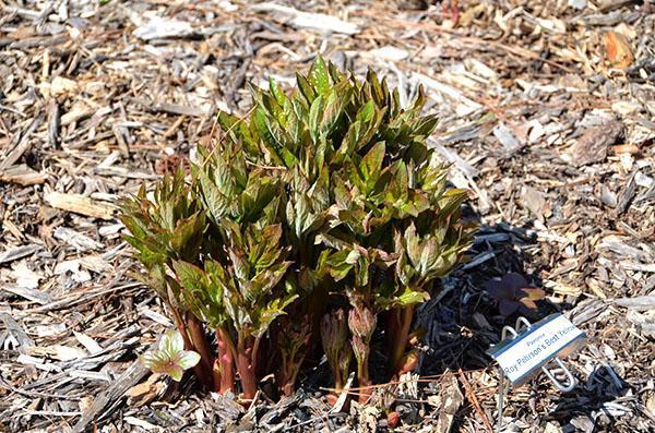 prendre soin des pivoines dans le jardin