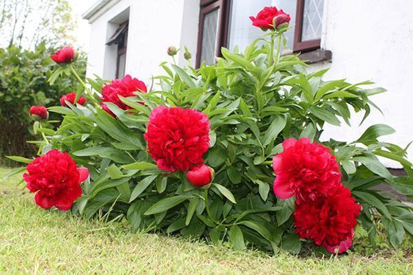 peonías florecen