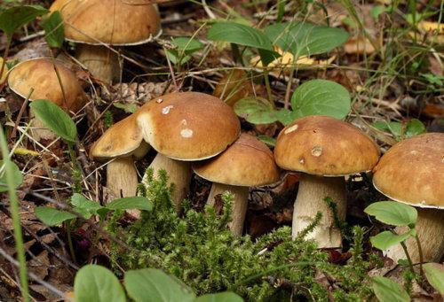 Incondicionales blancos en el jardín