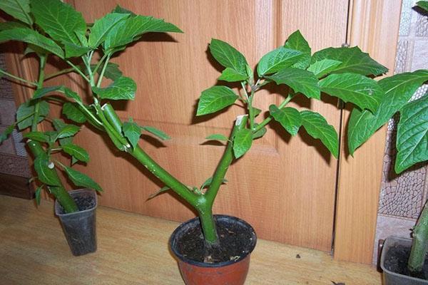 brugmansia de esquejes