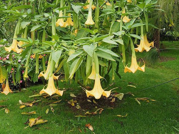 cultivo de brugmansia a partir de semillas