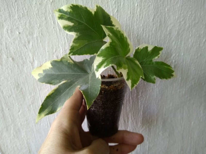 cómo se reproduce fatshedera