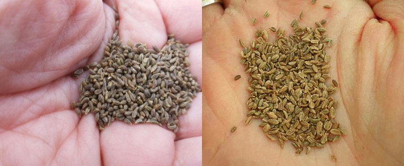 comment distinguer les graines de persil des carottes