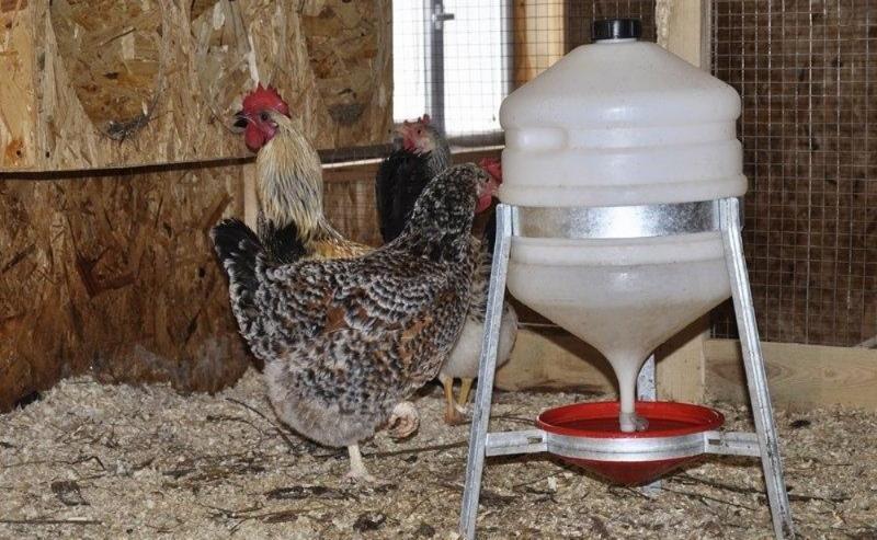 comment faire un abreuvoir pour poulets avec vos propres mains