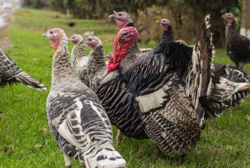 pavo y pavo cual es la diferencia