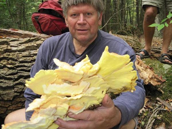 abondance de champignons