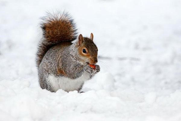 écureuil dans la neige