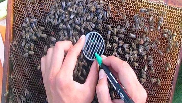 proceso de marcado de abejas