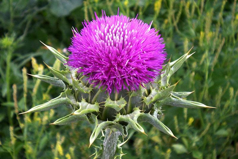 flores de cardo