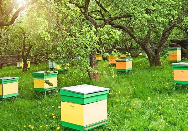 inta-vir es tóxico para las abejas