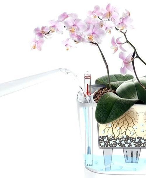 soins aux orchidées