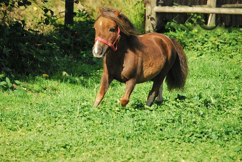 le pâturage du cheval Falabella