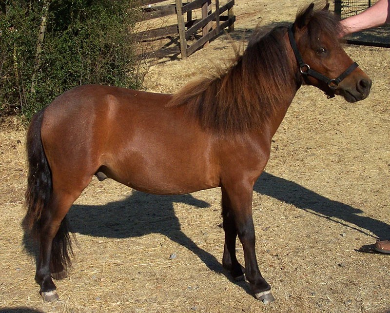 caractéristiques de soins aux chevaux