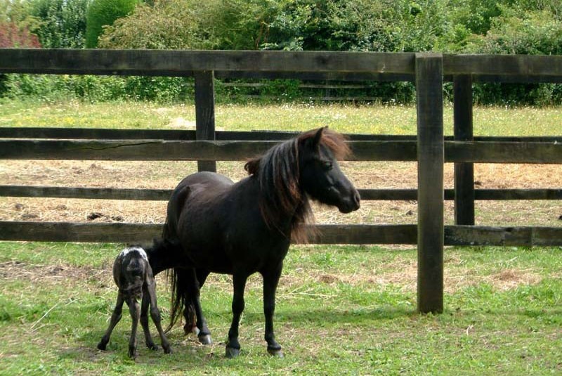 élevage d'un cheval Falabella