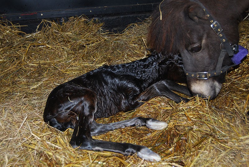 naissance d'un cheval