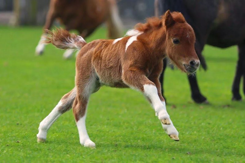 l'apparition de petits chevaux