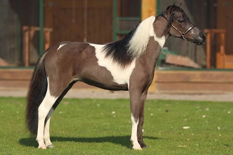 élevage d'un cheval Falabella