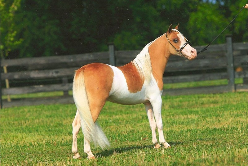 Cheval Falabella