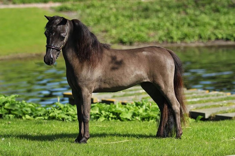 cheval nain Falabella