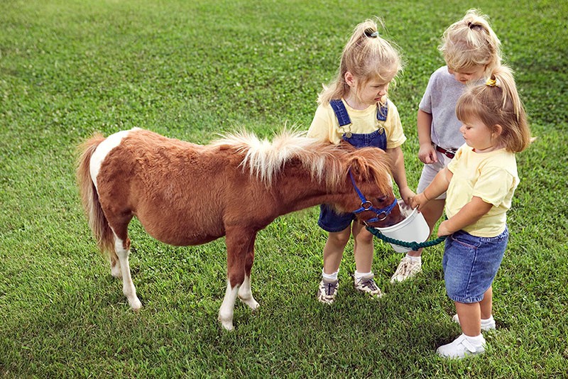 le cheval boit de l'eau