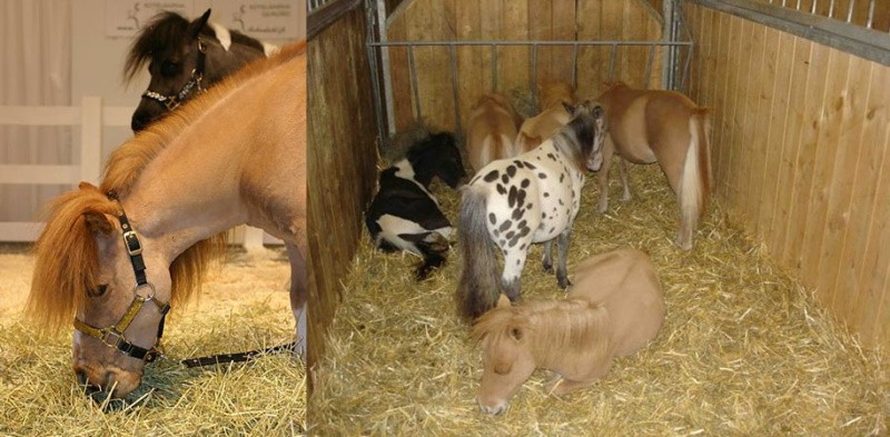 nourrir le cheval avec du foin et de l'entretien