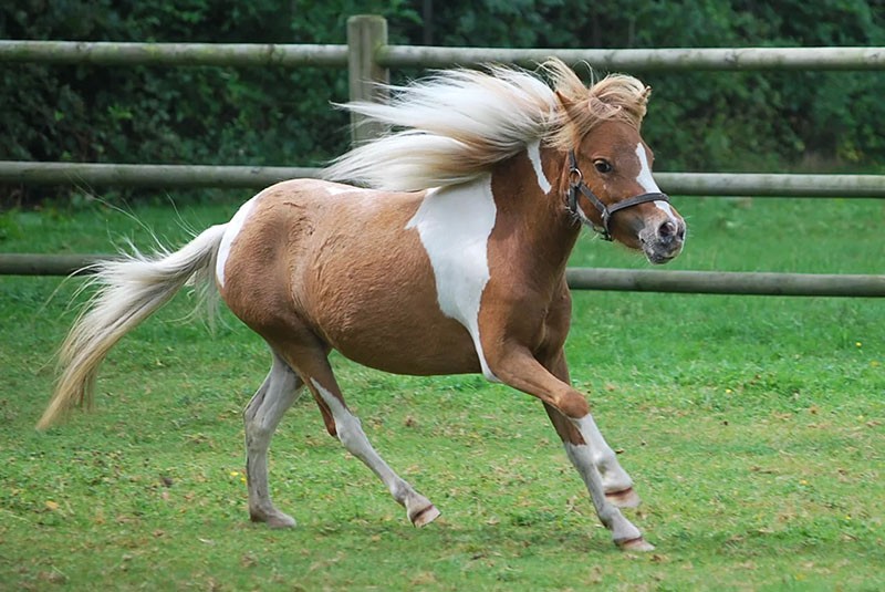 enclos à chevaux