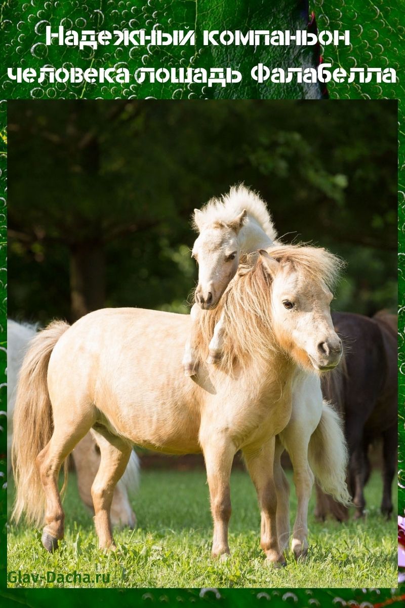 Cheval Falabella