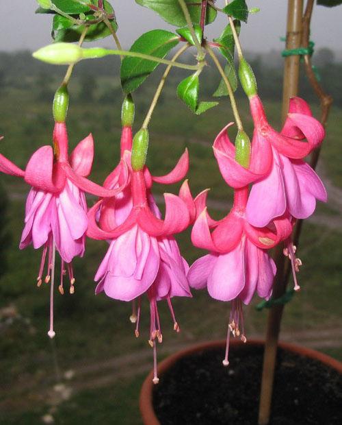 fuchsia australien