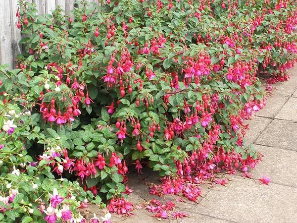 variétés fuchsia vivaces