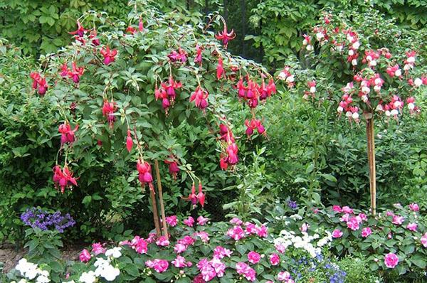 fleurs fuchsia