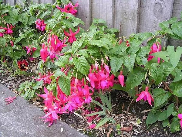 le fuchsia aime l'humidité