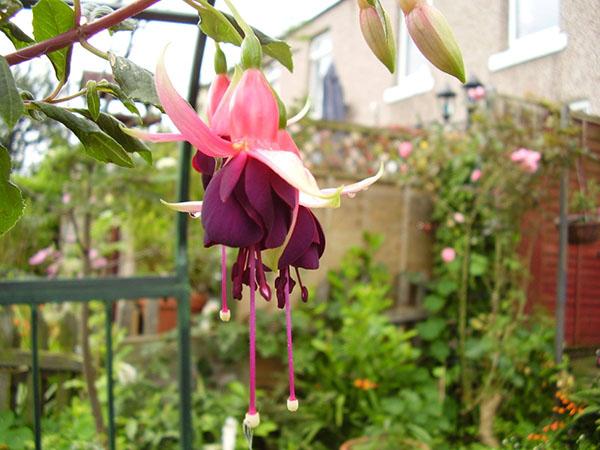 entretien du jardin fuchsia