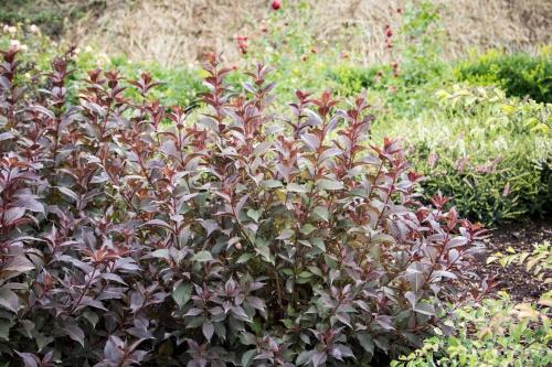 weigela en otoño