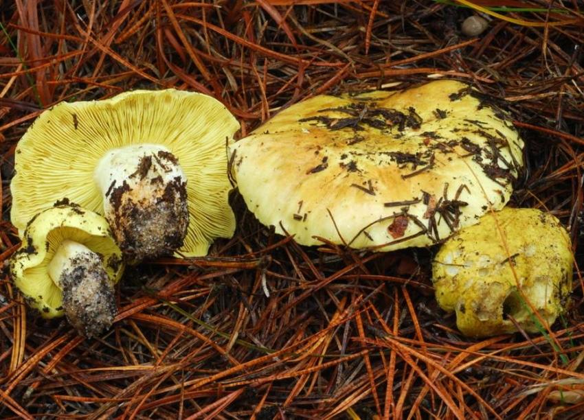 verdier champignons