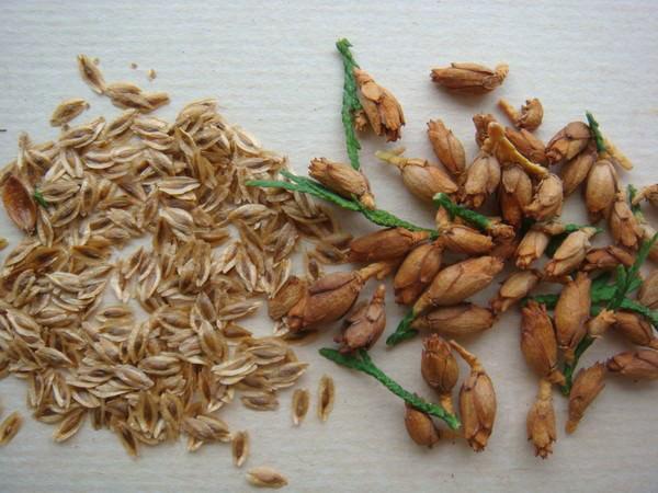 colección de semillas de thuja
