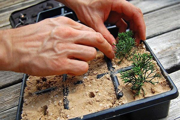 planter des boutures