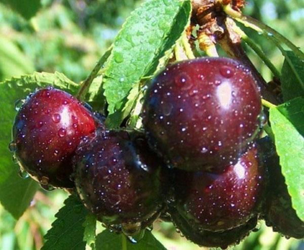 nain à gros fruits