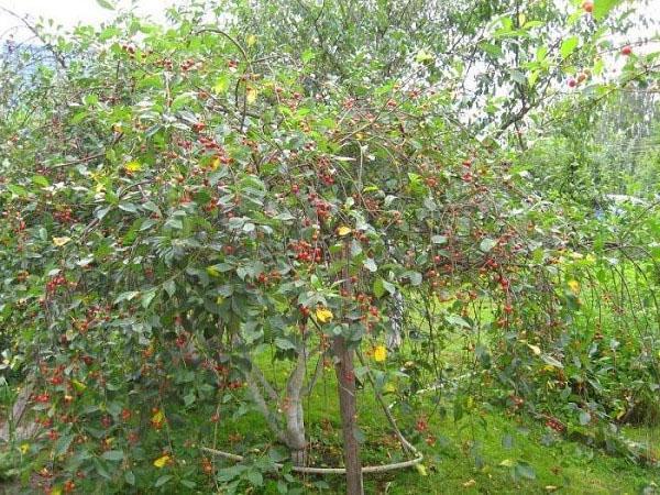 azotes de cereza madura