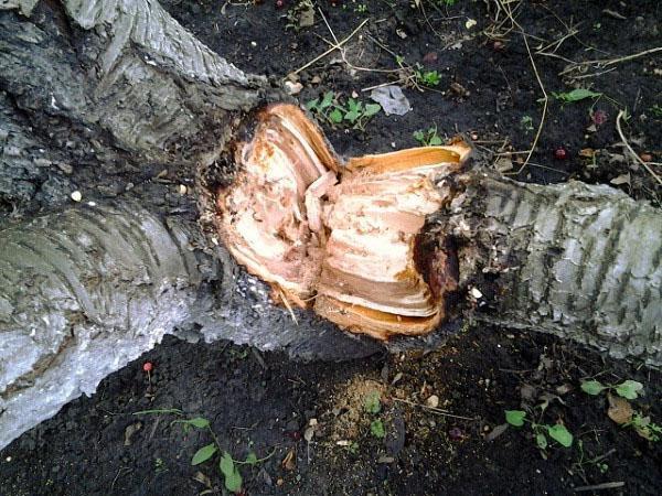rompiendo un árbol