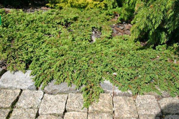 genévrier repanda dans une composition de jardin