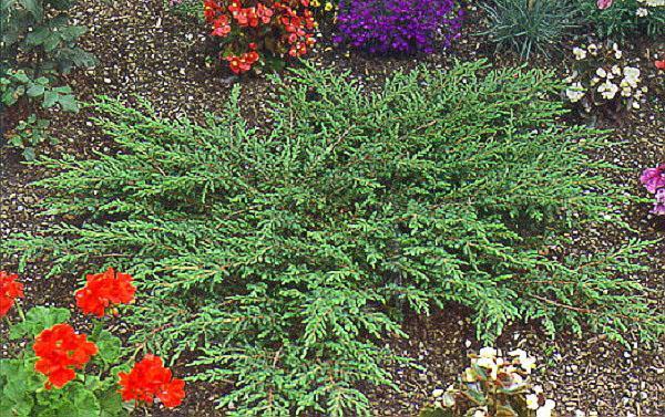 genévrier repanda dans le parterre de fleurs