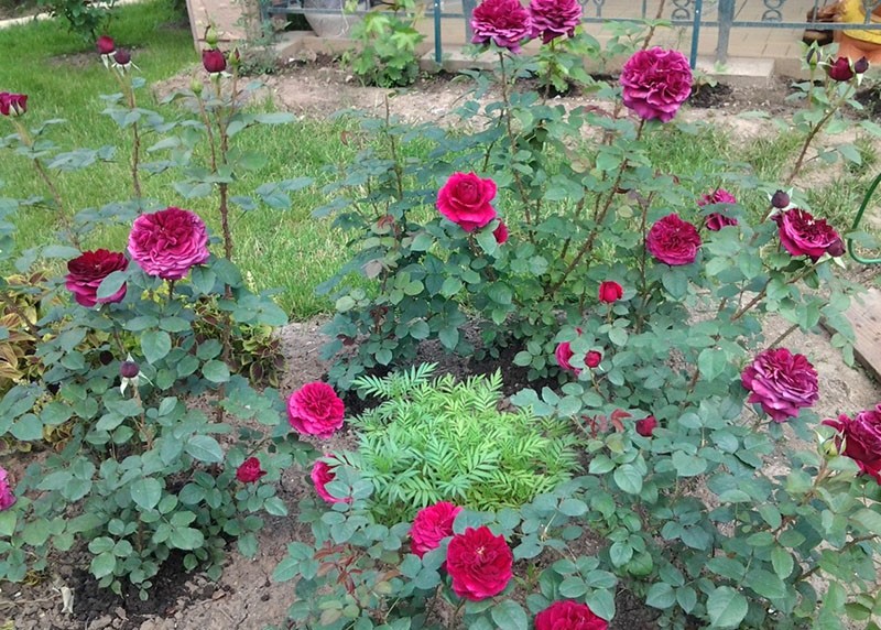 pequeño jardín de rosas en el sitio