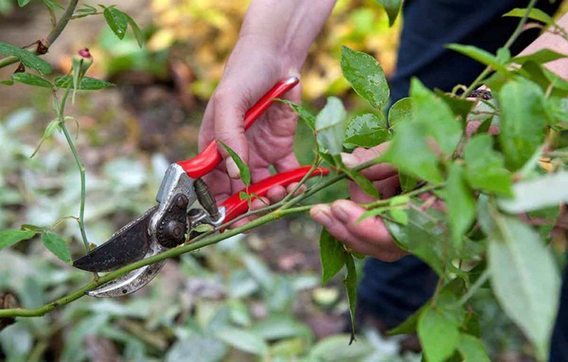 taille après la floraison